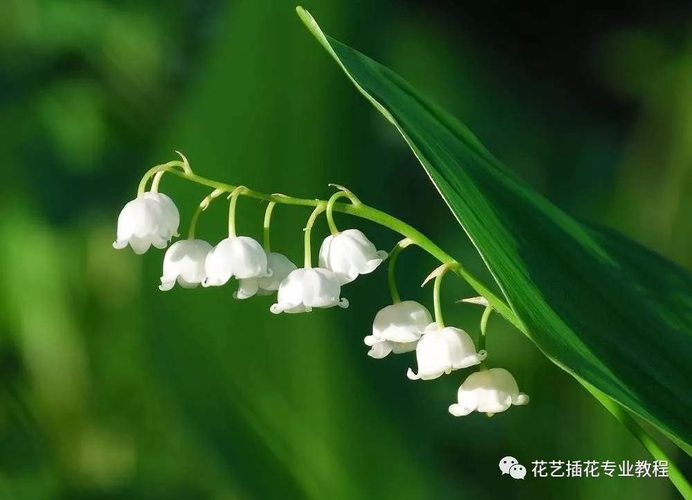 「花艺知识」50种常见花材的花语~（建议收藏）