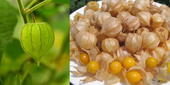 孕期谨慎吃的食物有什么,孕期怎么分辨食物能不能吃