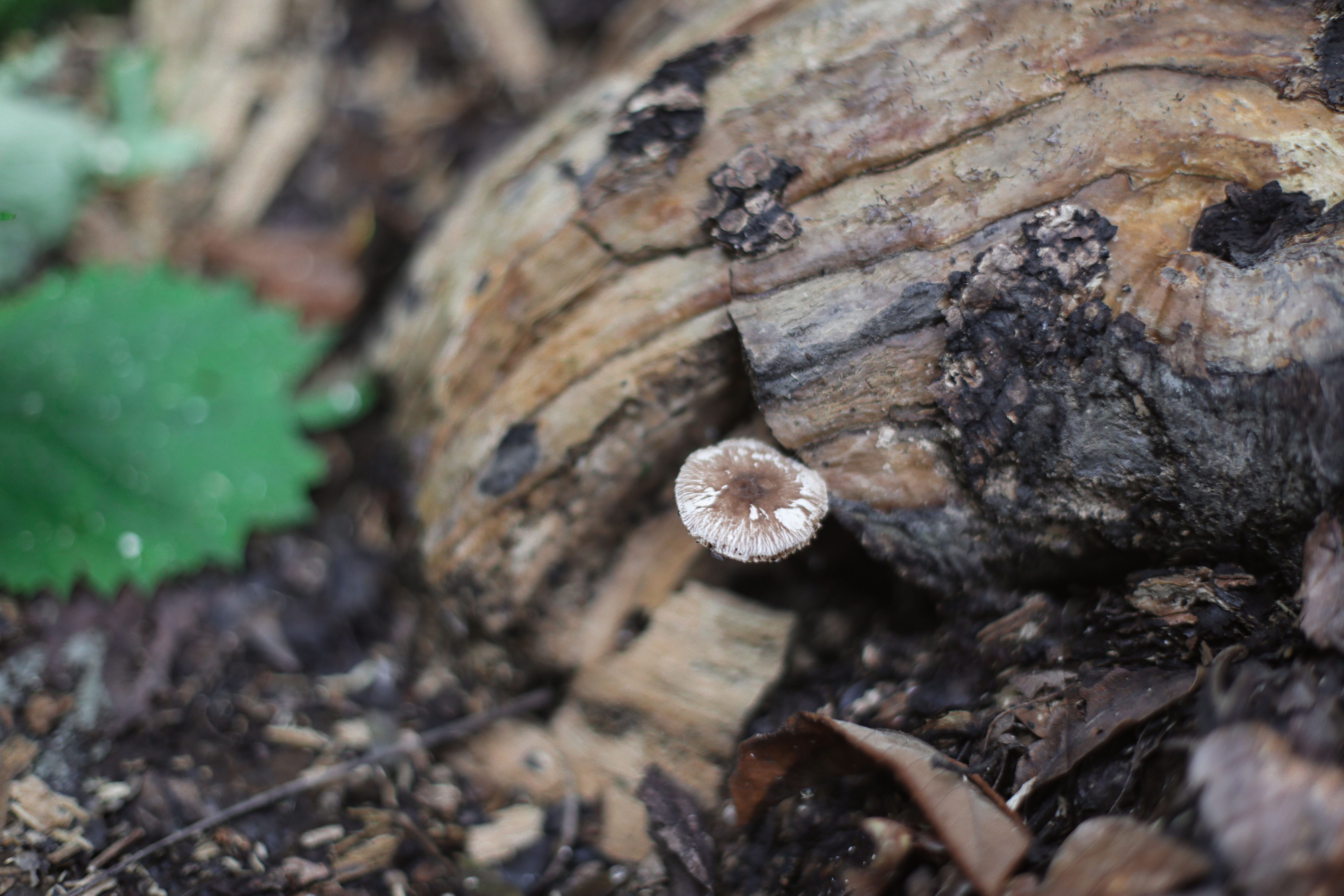 京郊十条登山步道推荐,房山蝴蝶谷登山步道