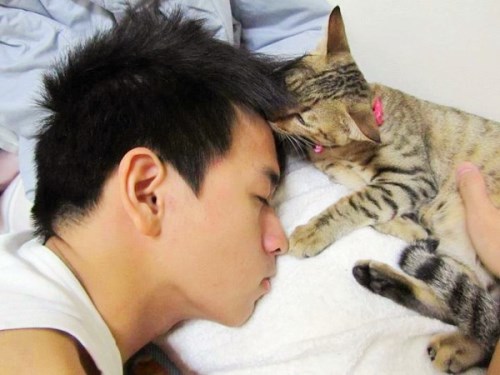 养猫对人体健康有什么好处,家里养猫究竟好处多还是坏处多