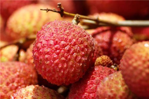 杨贵妃为什么遗臭千年，只因为爱吃荔枝？原来和唐玄宗脱不了干系