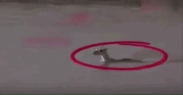 女童被妈妈饿成干尸,亲爸狂扇婴儿巴掌:你不知道,孩子有多爱你