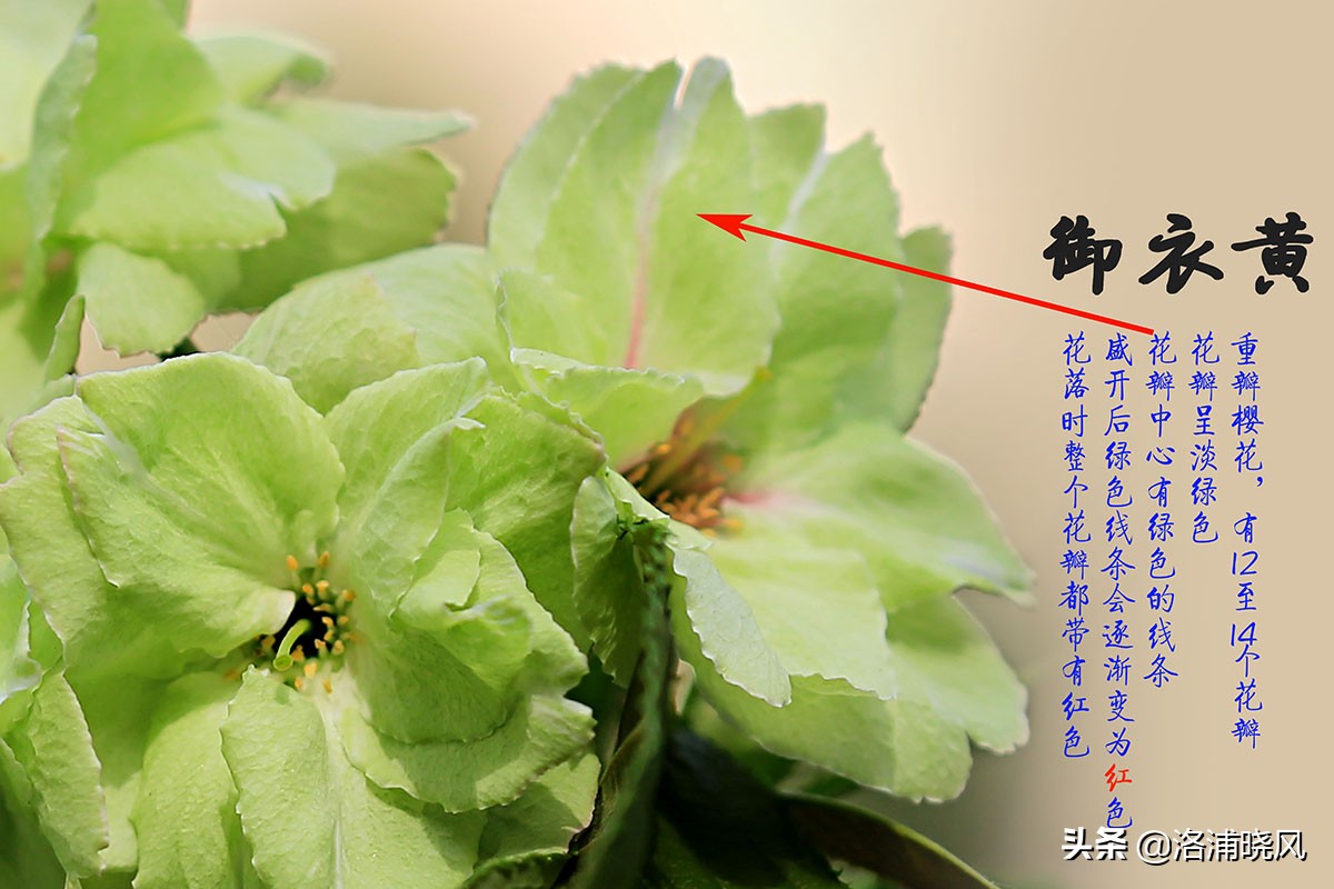 大院绿化的回忆——顺便看看院里的芍药定个究竟有多少种？