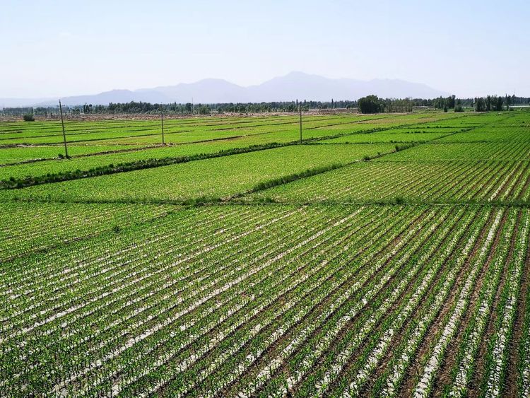 德农种业股份有限公司,德农种业专注种子