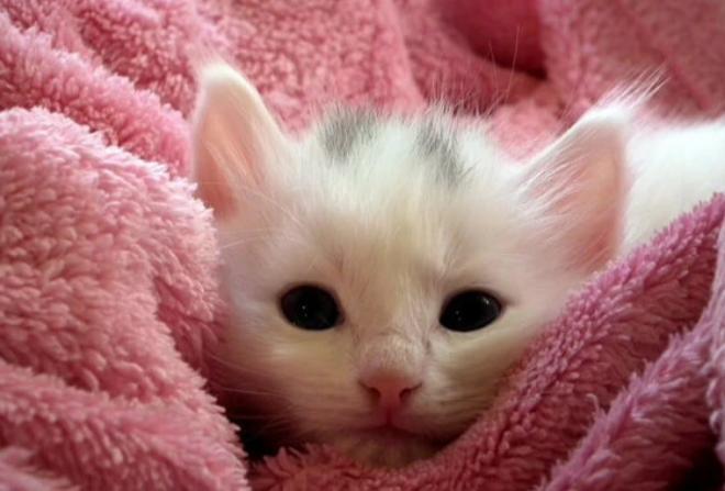 买贵的猫狗粮反而更省钱？