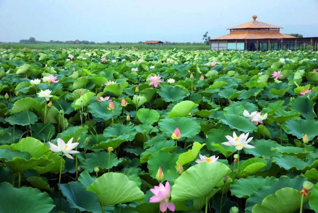 2019合阳县旅游文化,合阳文化旅游视频