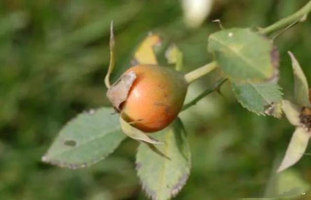 月季玫瑰蔷薇的果实,蔷薇玫瑰月季怎么分辨