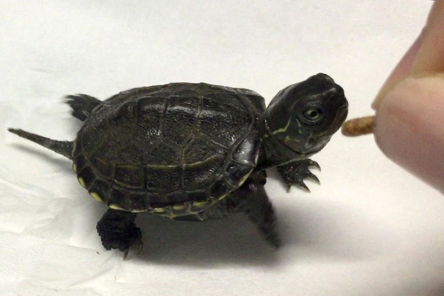 乌龟为什么会断尾,乌龟为什么自己断尾巴