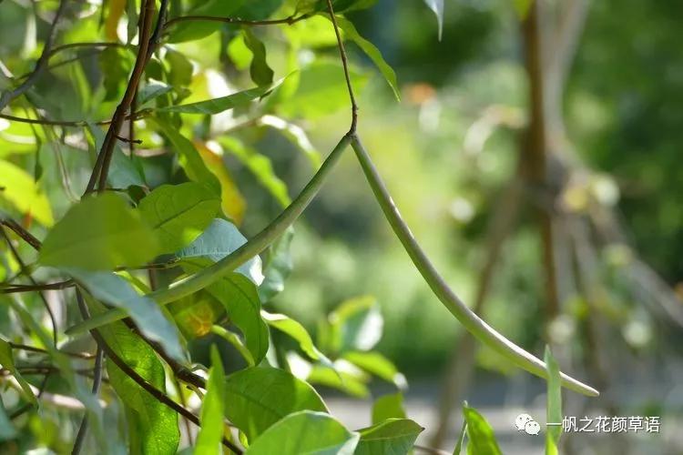 络石(Trachelospermumjasminoides)