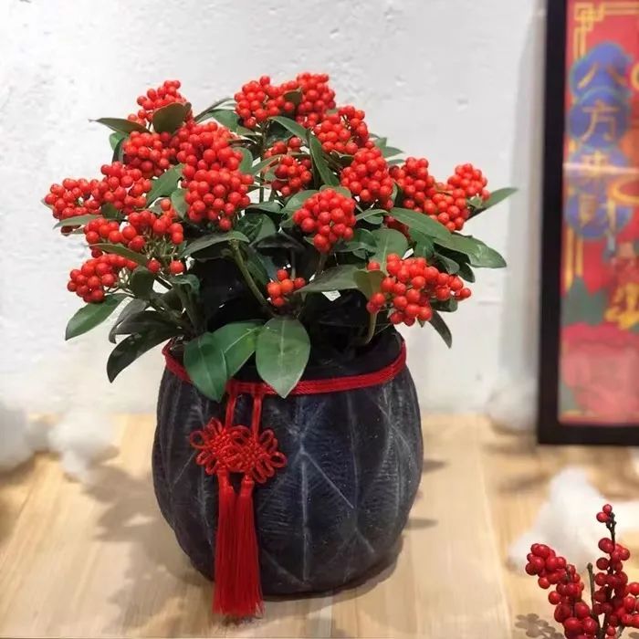 家里可以养红玉珠吗,家里养郁金香花好吗