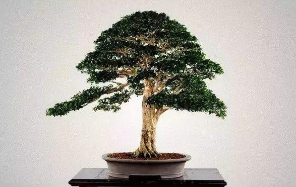 养好九里香盆景,靠这3点,魅力非凡花香十里!