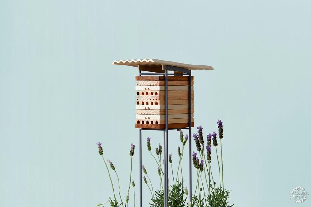 独居蜜蜂有哪些,独居蜜蜂