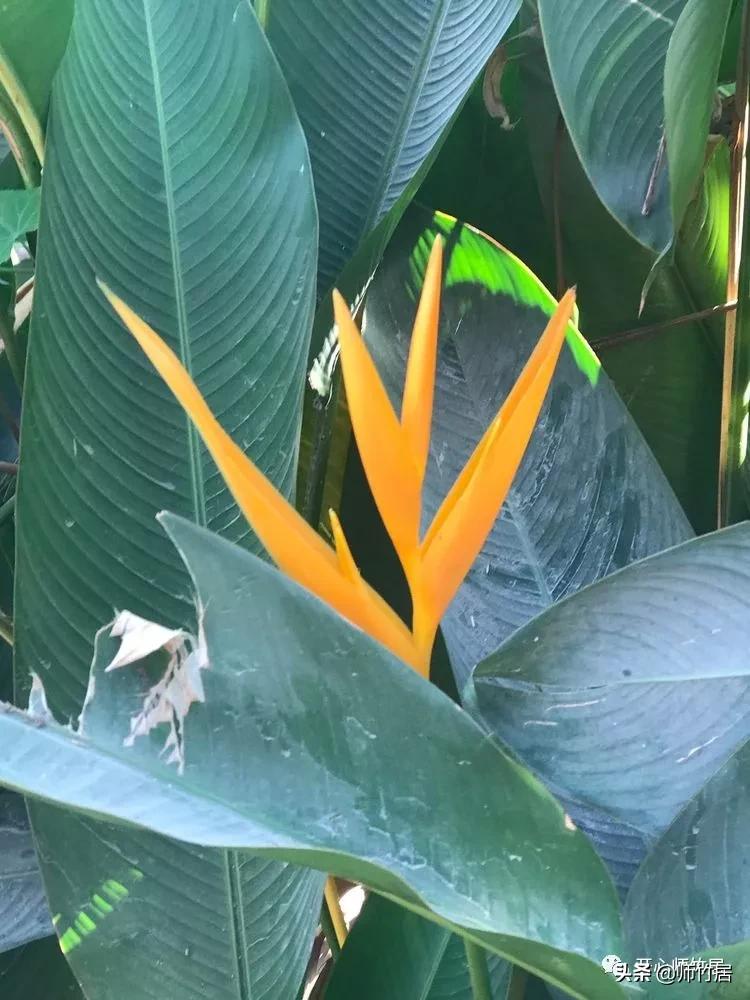 柬埔寨游记600字,柬埔寨游记美篇