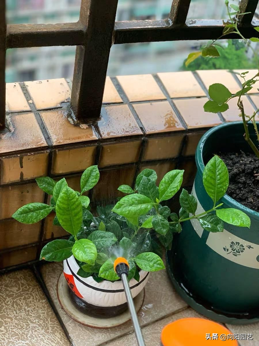 家里养花长虫子可以用杀虫剂吗,家里养花出现小黑飞虫怎么办