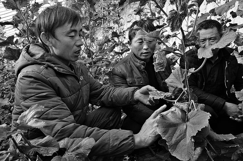 延安志丹简介,延安志丹县