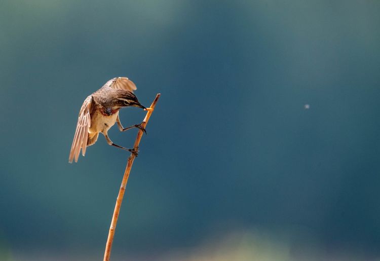 情人岛拍摄地点,情人岛航拍视频