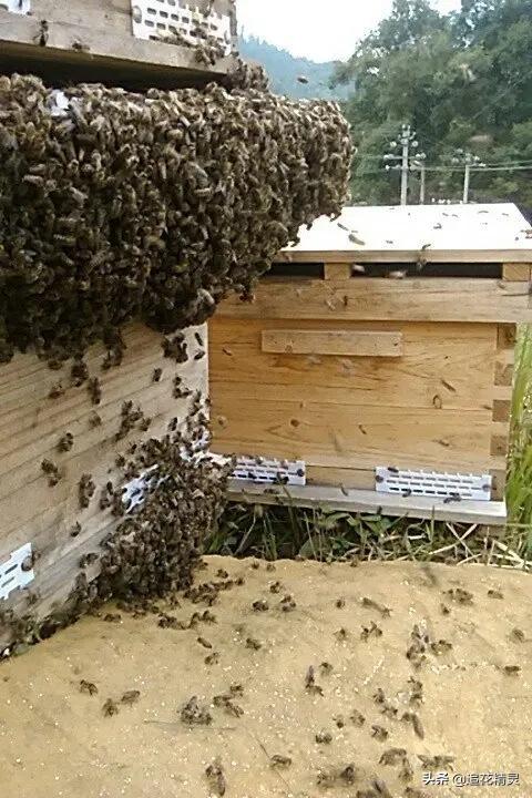 蜜蜂下痢是什么引起的,蜜蜂得了爬蜂病怎么办
