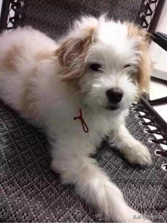 被绝育的狗子,公狗做绝育自闭