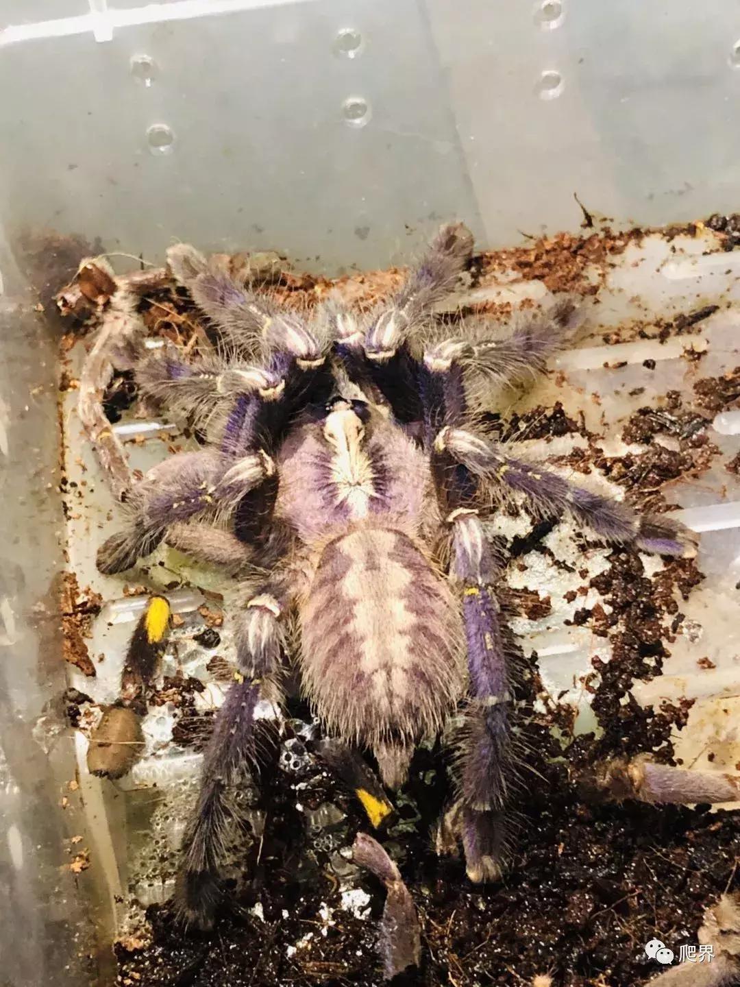 湛江爬宠店,深圳爬宠店在哪里