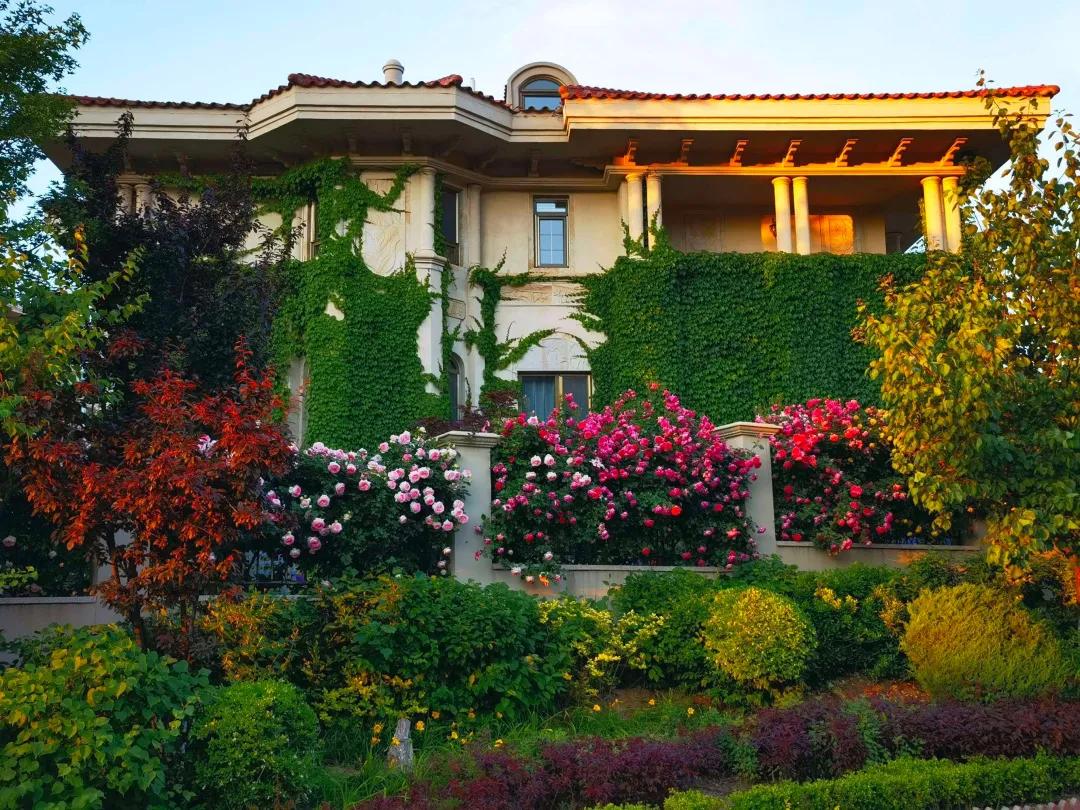 东北花园四季开花植物,北方一年四季都开花的花园