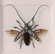 方案速递|生态科普互动展——超级虫子