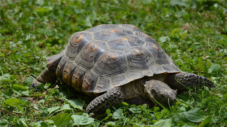 乌龟不吃东西怎么处理,乌龟不吃东西怎么办视频教程