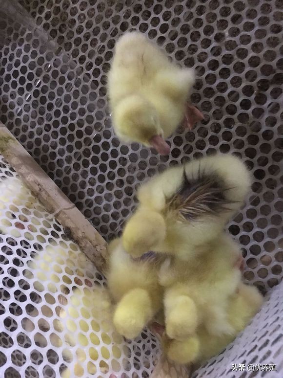 养鹅小技巧和方法,养鹅的十个技巧