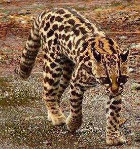 霸气侧漏的猫！可以在树上生活一辈子，想养的是真飘了