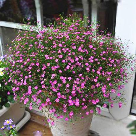 满天星绚烂,满天星的养护方法简写