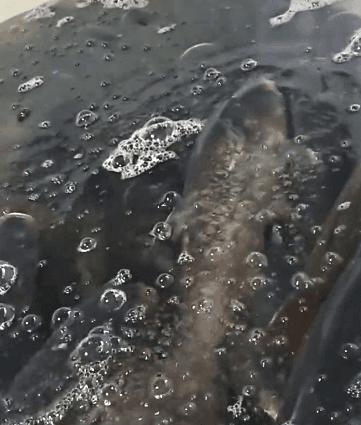 客人一来鱼就翻,客户一来买鱼就装死