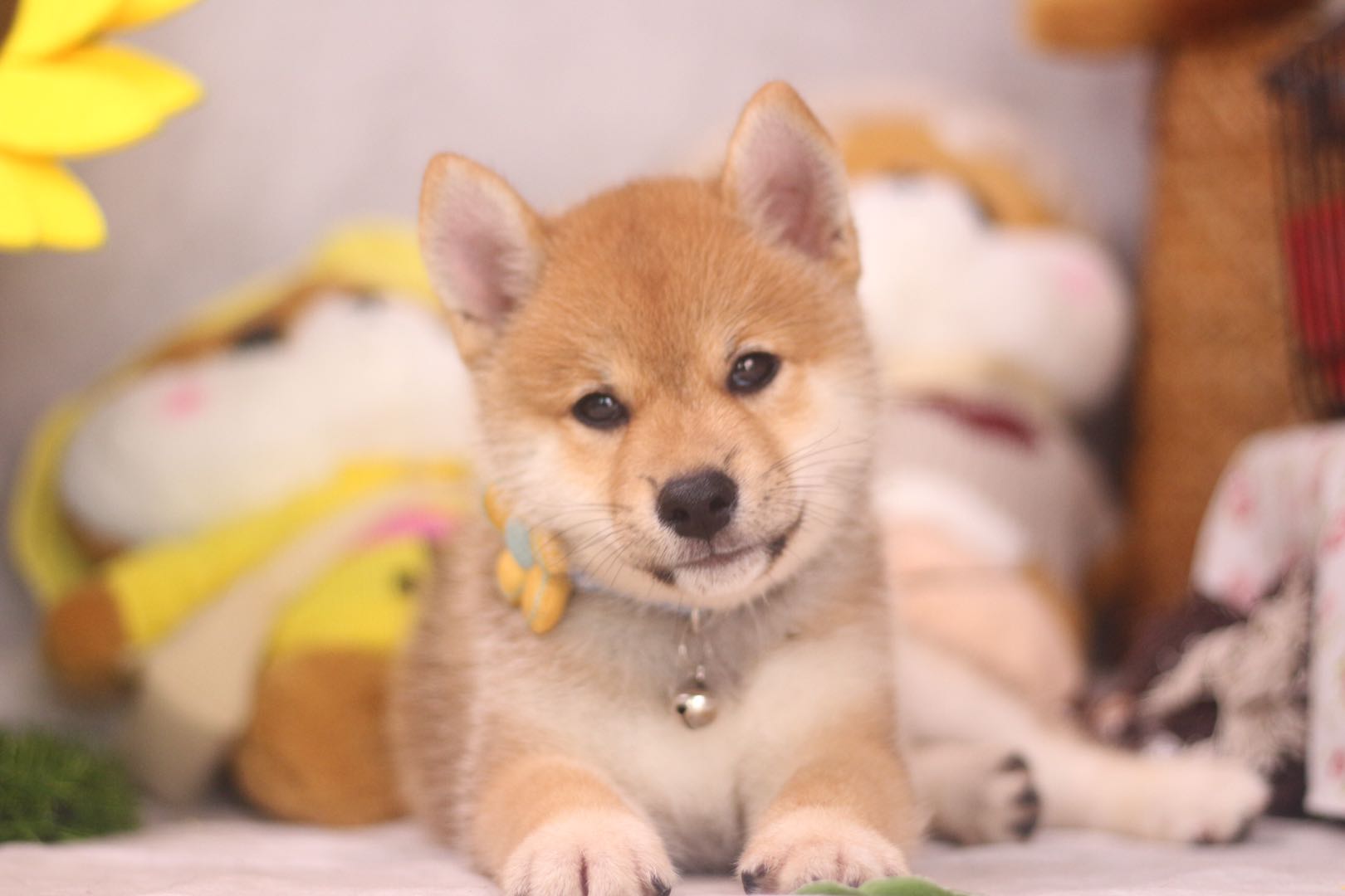 本地犬舍出售纯种精品柴犬幼犬,北京比较靠谱的纯种柴犬繁殖犬舍