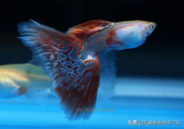 合缸后出现死鱼怎么办,混养缸为什么老是死鱼