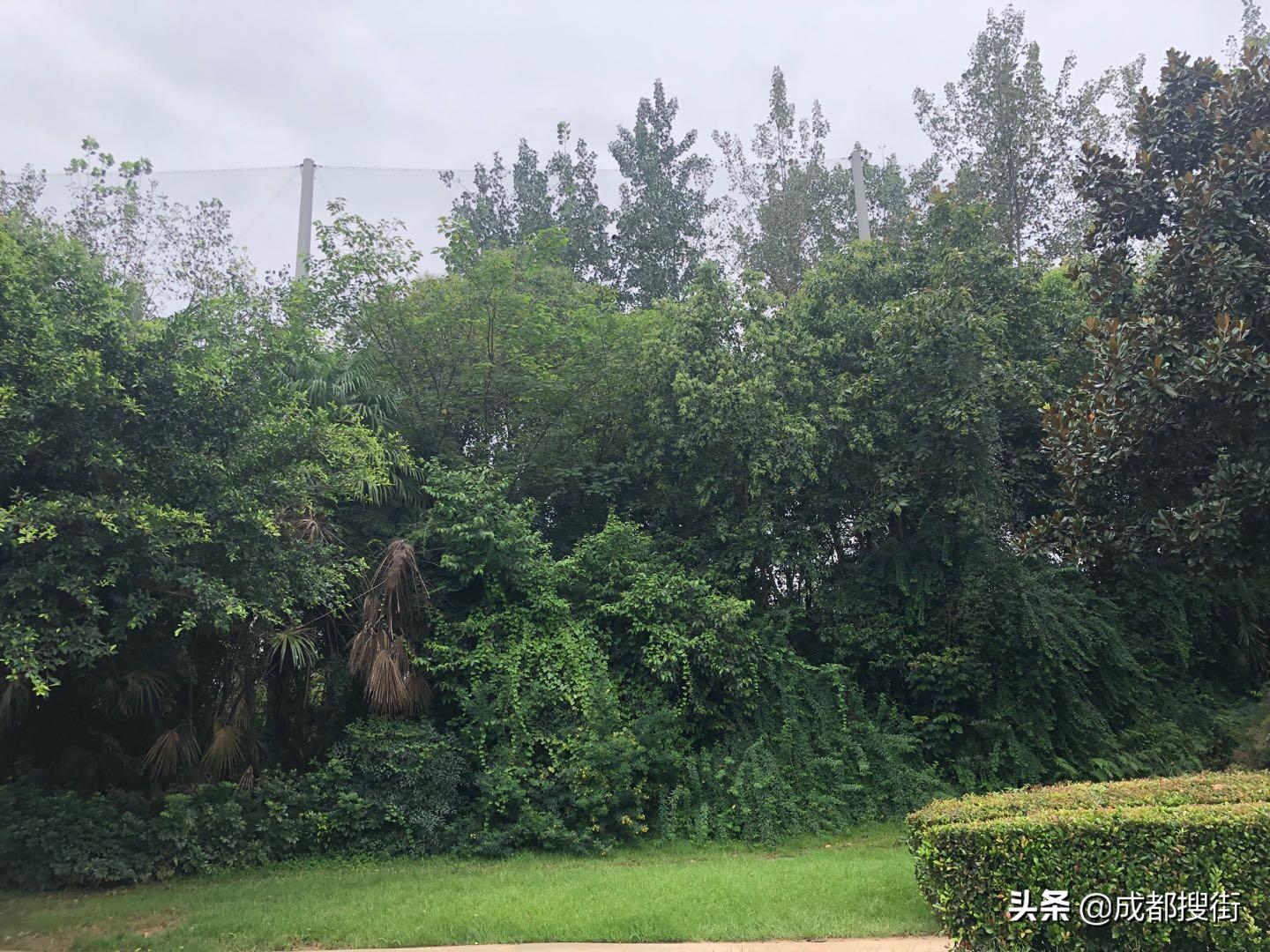 麓山大道属于成都哪个区,成都麓山大道富人区