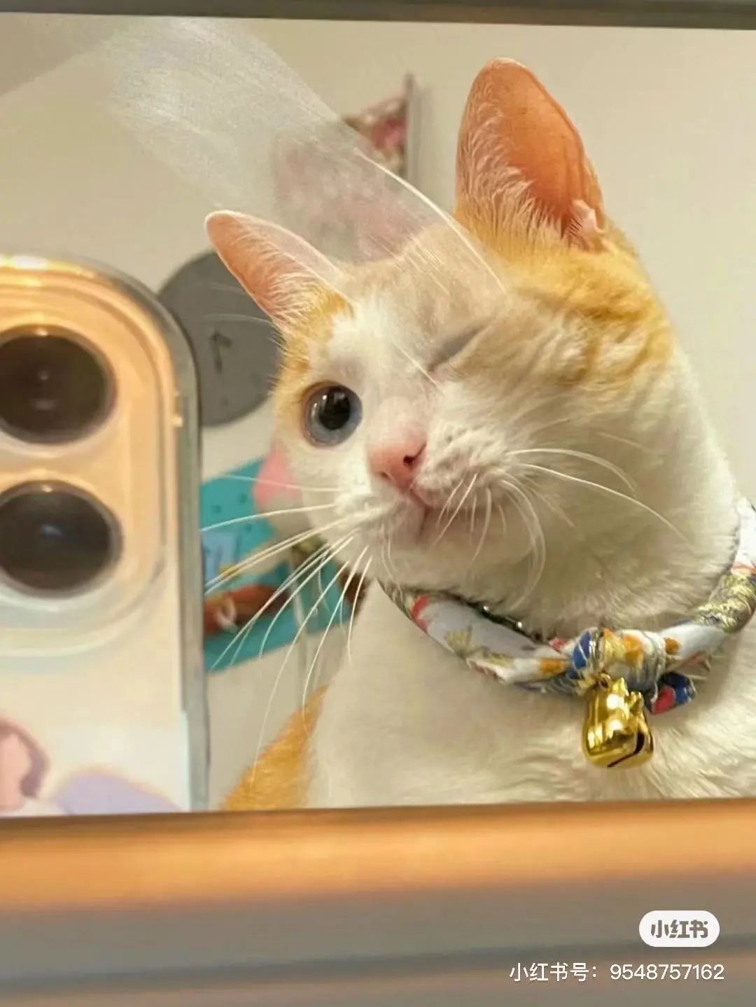 金发碧眼双眼皮！这猫我说一句“橘中最美”不过份吧？