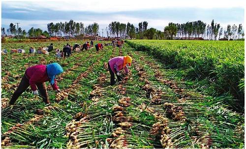 大棚生姜种植方法和最佳时间,大棚无土生姜栽培