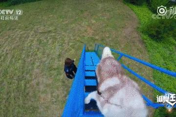 都说哈士奇不能当警犬，但有民警偏要试一试