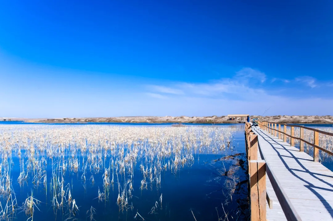 秋天去额济纳旅游感受,10月底额济纳旗旅游推荐