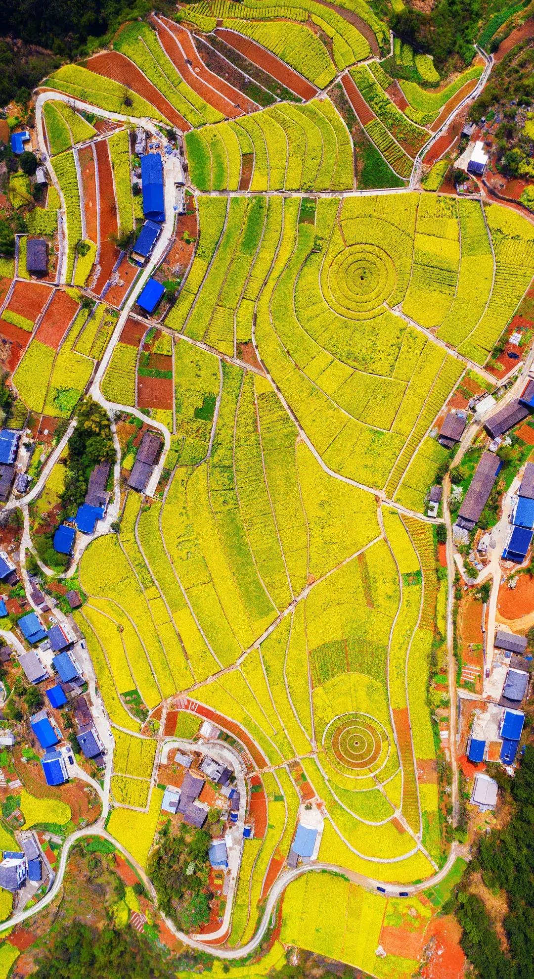 最美的花送给大家共赏,最美的花送给大家观赏