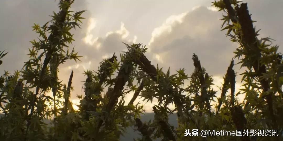 毒枭墨西哥1-3季,毒枭墨西哥电视剧全集