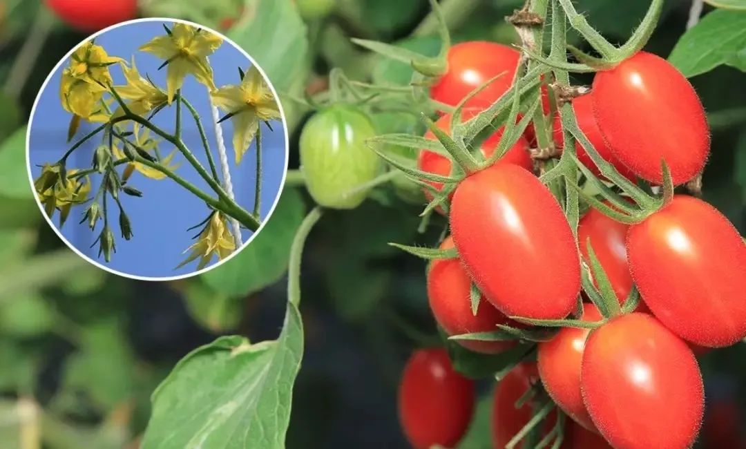 无土温室樱桃番茄种植采摘,樱桃番茄种植方法教程图片