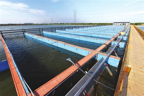 金湖水漾年华风景区,金湖水漾年华里面有什么植物