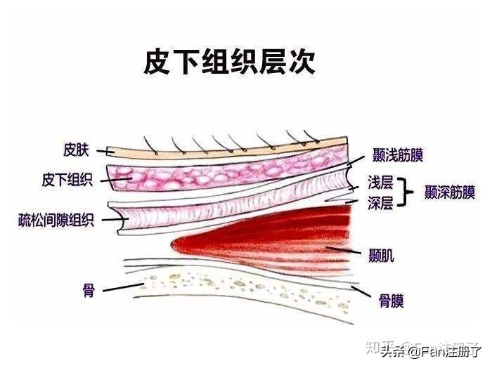肌筋膜松解叶颖华,肌筋膜松解手法
