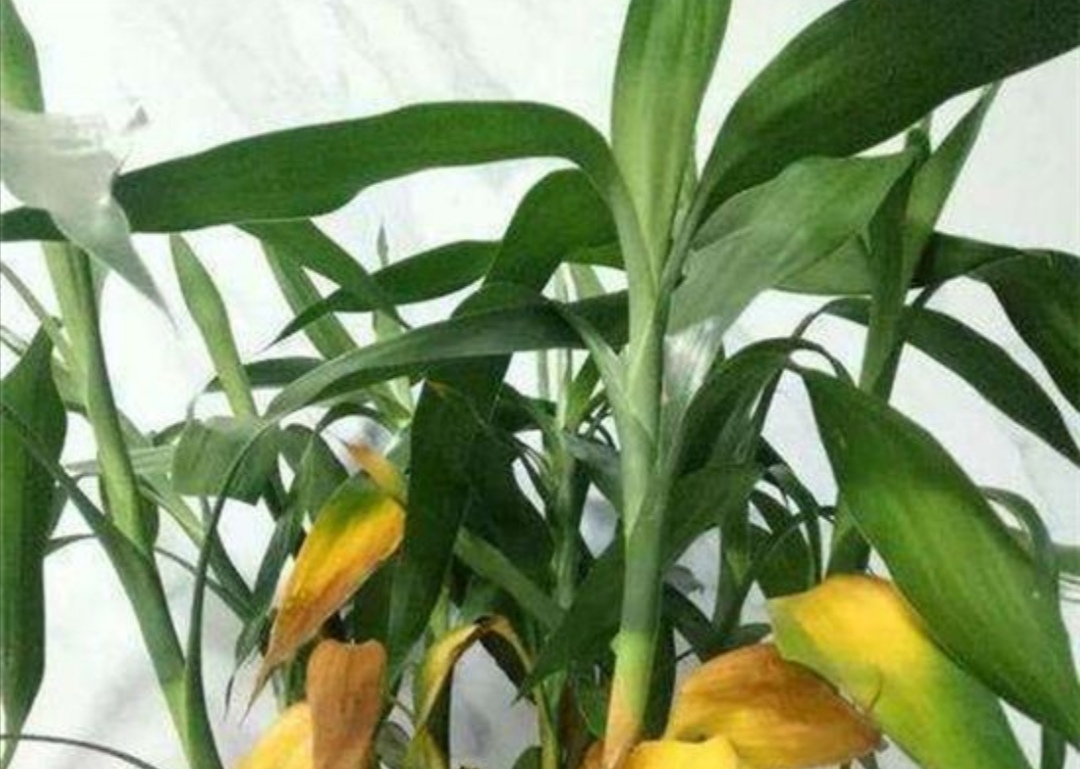 水培富贵竹出现黄叶，常由5方面造成，应及时解决