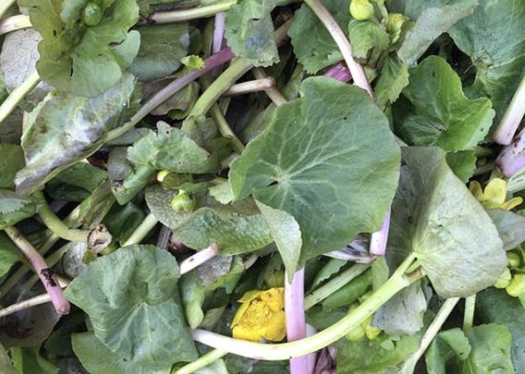 长在水中的马蹄草,一种野菜叫马蹄菜