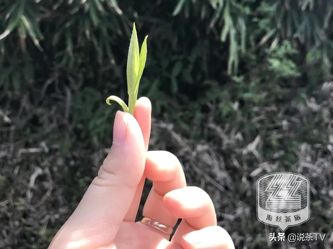 福鼎白茶还有“十不采”规定?让我们去河山有机茶园一探究竟