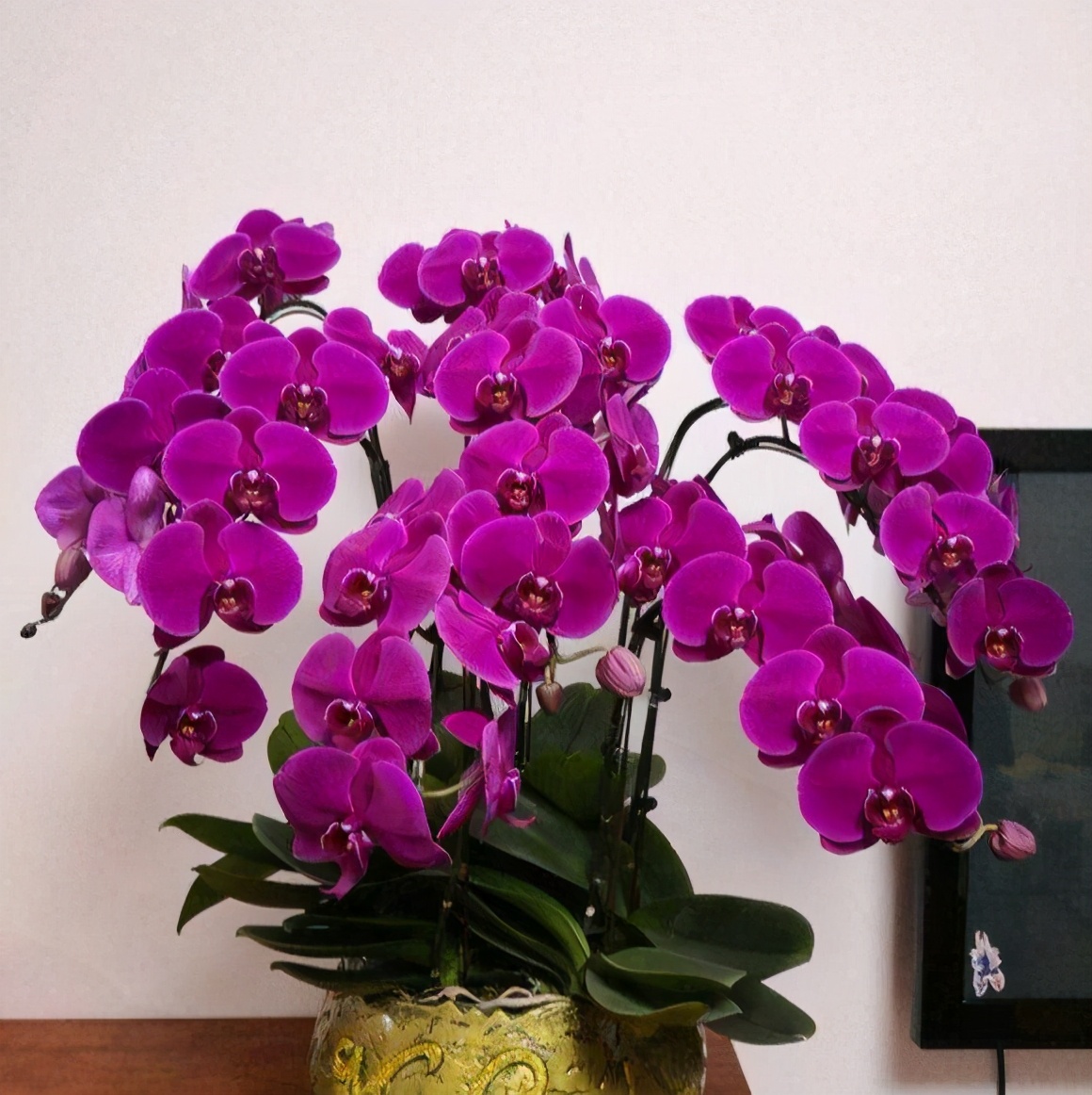 开春入手花盆栽,春季入手的花