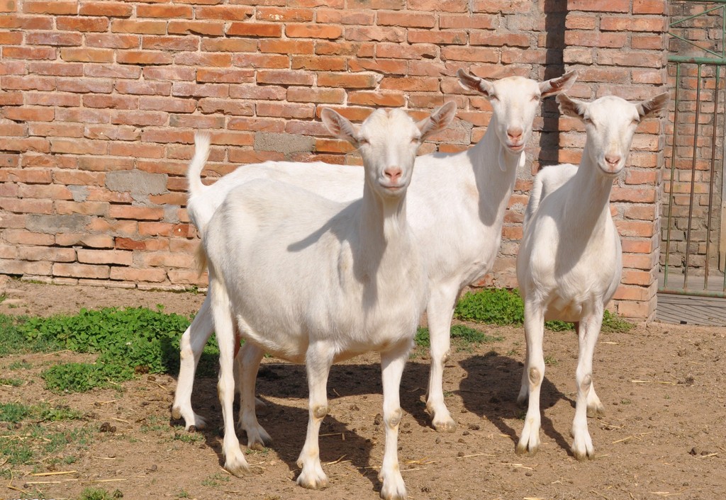 巴基斯坦男子侵犯母羊事件,巴基斯坦男子杀害一头山羊