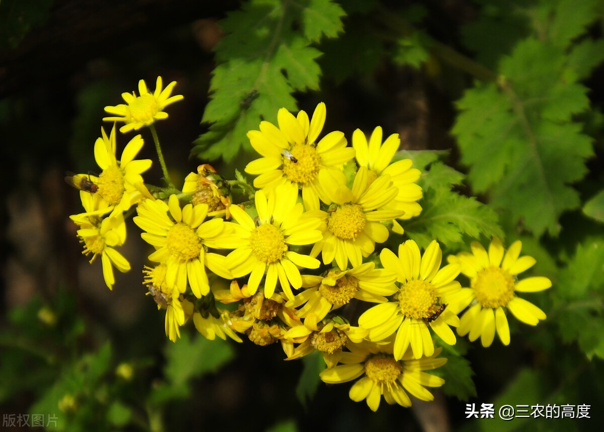 酷似旋覆花,却有傲霜耐寒的品质,泡茶清香扑鼻,霜降采摘正当时