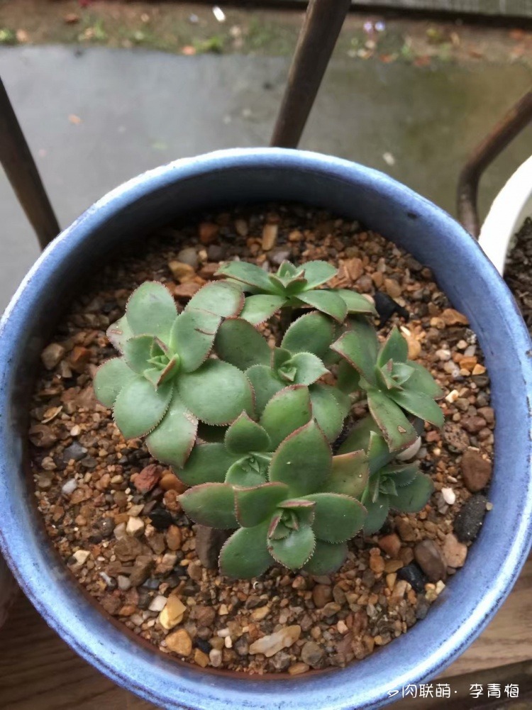 瞧,那个钟情艳日辉的人