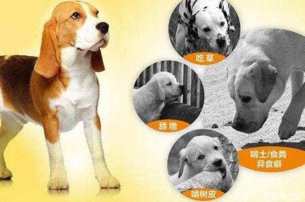 狗狗异食癖吃什么微量元素,狗狗异食癖是什么意思